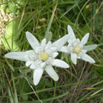 Edelweiß